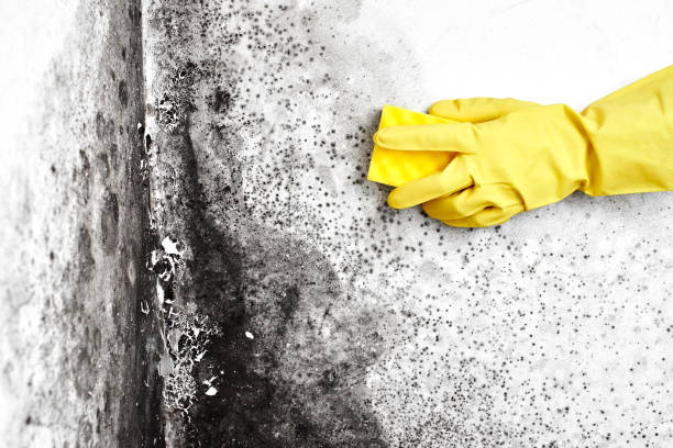 Mold Removal Process in Lake City, MN