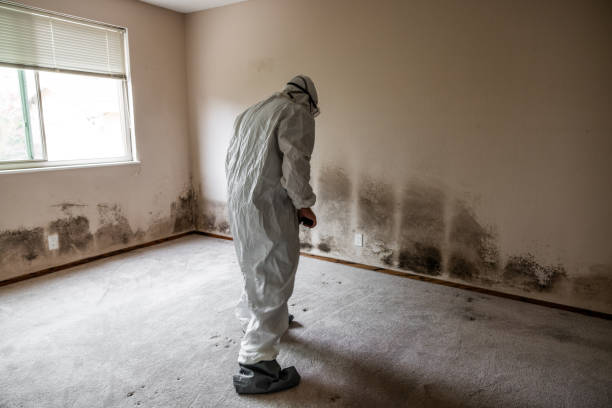 Trusted Lake City, MN Mold Removal Experts